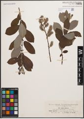 Foto von Salix cinerea L.